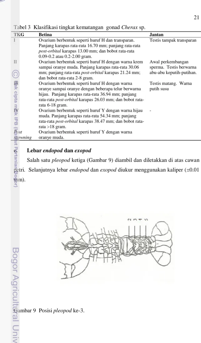 Gambar 9  Posisi pleopod ke-3. 
