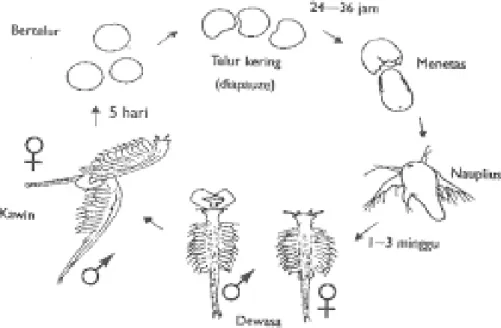 Gambar 2. Tahap pertumbuhan Artemia salinaLeach (Mudjiman, 1989)  2.4.2 Penggunaan Artemia salinaLeach pada metode BSLT 
