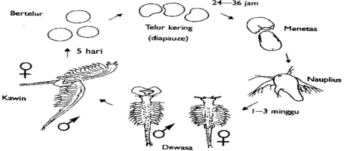 Gambar 2. Morfologi Nauplius Artemia 