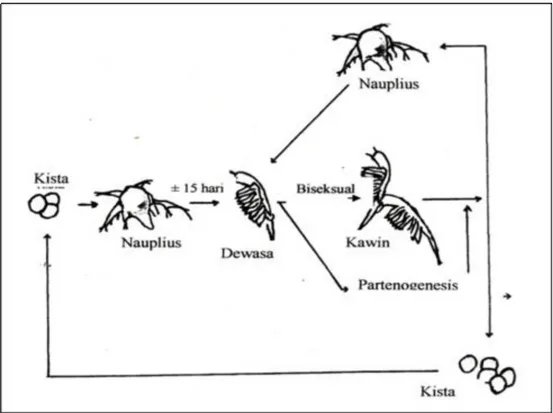 Gambar 4. Siklus Hidup Artemia salina (Isnansetyo dan Kuniastuty, 1995) 
