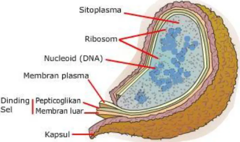 Gambar 1.  Struktur Sel Bakteri 