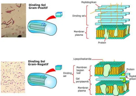 Gambar 2. Susunan Struktur Dinding Sel Bakteri Gram Positif dan Gram Negatif