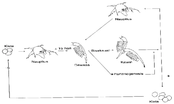 Gambar 3. Perkembangbiakan Artemia salina. 
