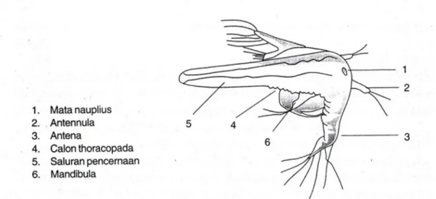 Gambar 3. Morfologi Nauplius pada Artemia salina L. 