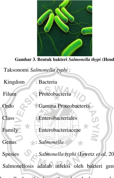 Gambar 3. Bentuk bakteri Salmonella thypi (Hendy, 2015)