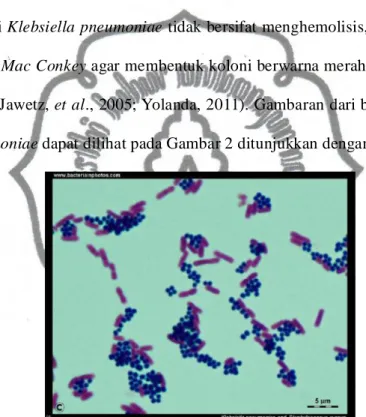 Gambar 2. Bakteri Klebsiella pneumoniae (Anonim, 2011)