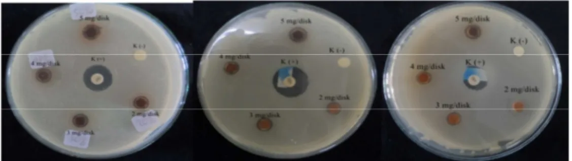 Gambar 3. Hasil Uji Aktivitas Antibakteri Ekstrak Etanol Kulit Batang Tumbuhan Sala   terhadapStreptococcus aureus(A),  Escherichia coli (B), dan Klebsiella pneumonia(C)