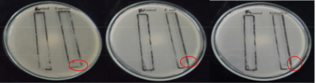 Gambar 5. Hasil Bioautografi ekstrak etanol kulit batang tumbuhan Sala terhadap S.aureus  (A), Escherichia coli (B),dan Klebsiella pneuminiae (C) 