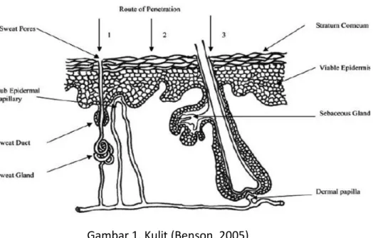 Gambar 1. Kulit (Benson, 2005) 