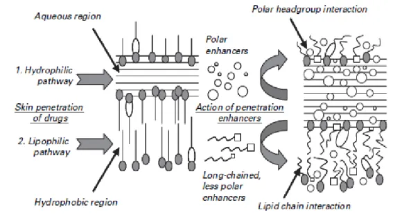 Gambar 2.3 Jalur hidrofilik dan lipofilik dari penetrasi obat dan mekanisme aksi  peningkat penetrasi (Enhancer) 