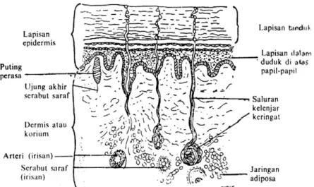 Gambar 4. Penampang melintang kulit manusia (E. Pearce, 1979)  5.  Absorpsi Perkutan 