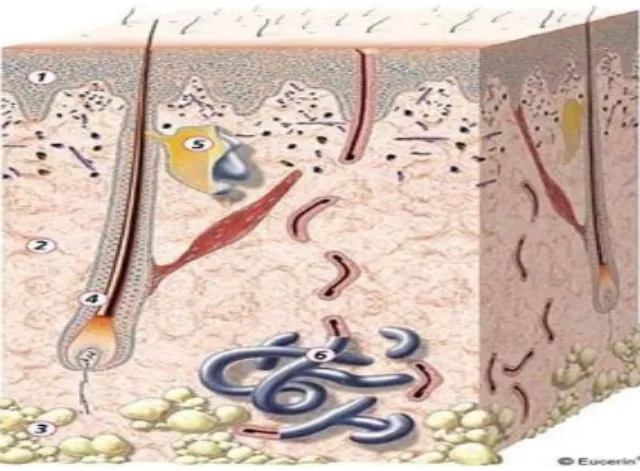 Gambar 1.  Struktur  kulit.  Terdiri  dari  lapisan  epidermis  (1),  dermis  (2),  subkutis  (3), folikel rambut (4), kelenjar sebaseus(5) dan kelenjar keringat (6) 
