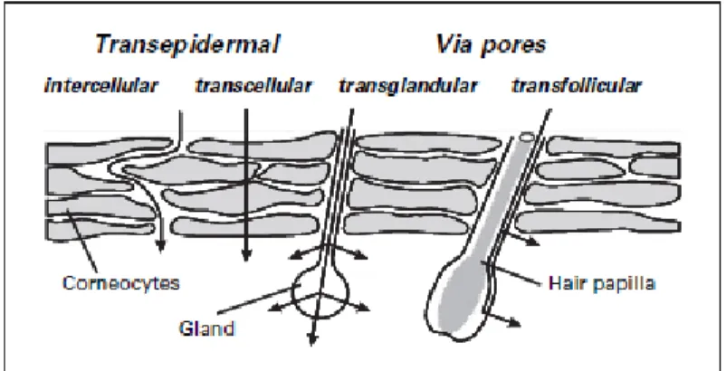 Gambar  2.3  Jalur  penetrasi  obat  melalui  stratum  korneum  (Trommer  dan  Neubert, 2006) 