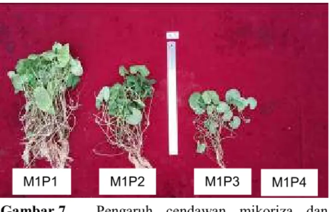 Gambar 7.   Pengaruh  cendawan  mikoriza  dan  cekaman  air  terhadap  pertumbuhan  tanaman pegagan umur 14 mst