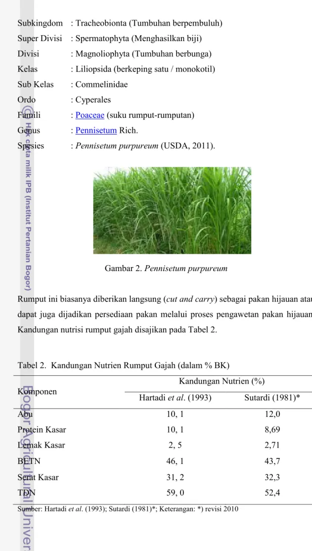 Gambar 2. Pennisetum purpureum 
