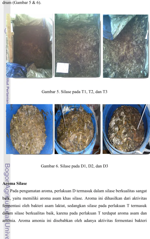 Gambar 5. Silase pada T1, T2, dan T3 