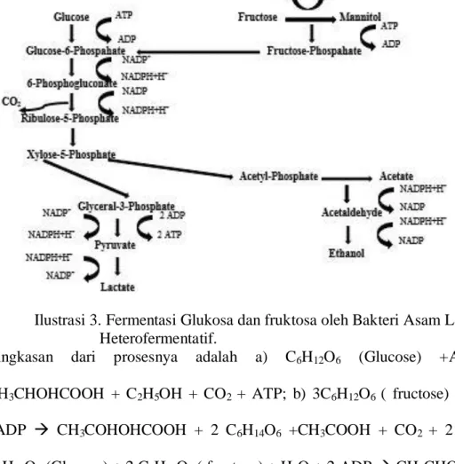 Ilustrasi 3. Fermentasi Glukosa dan fruktosa oleh Bakteri Asam Laktat  Heterofermentatif