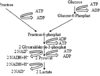 Ilustrasi  2.  Fermentasi  Glukosa  dan  Fruktosa  oleh  Bakteri  Asam  Laktat  Homofermentatif