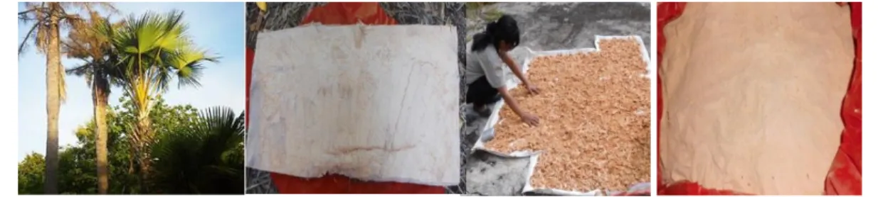 Gambar 3 Proses pembuatan tepung putak (Corypha elata robx) 