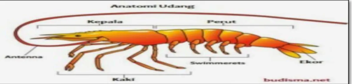 Gambar 1. Udang Windu (Panaeusmonodon) (Purwaningsih,1995)  Udang sebagai komoditi ekspor telahlama dibudidayakan.Jenis udang yang  dikembangkan utamanya yaitu udang tambak