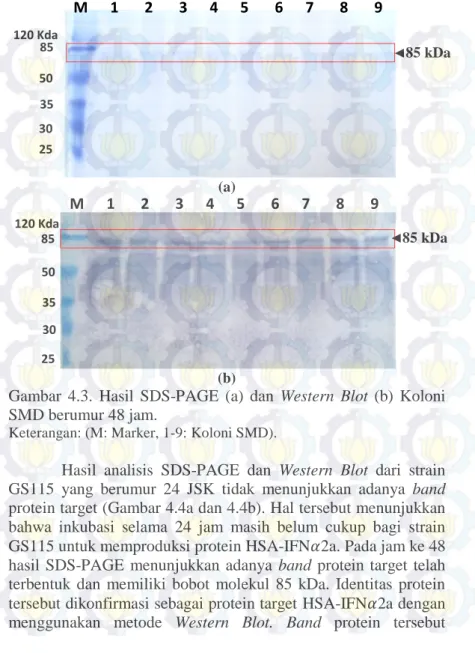 Gambar  4.3.  Hasil  SDS-PAGE  (a)  dan  Western  Blot  (b)  Koloni  SMD berumur 48 jam