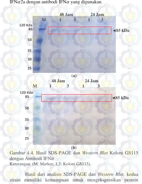 Gambar  4.4.  Hasil  SDS-PAGE  dan  Western  Blot  Koloni  GS115  dengan Antibodi IFN