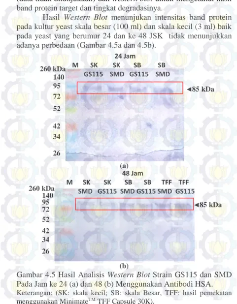 Gambar 4.5 Hasil Analisis Western Blot Strain GS115 dan SMD  Pada Jam ke 24 (a) dan 48 (b) Menggunakan Antibodi HSA