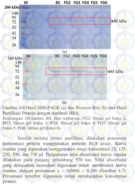 Gambar 4.6 Hasil SDS-PAGE (a) dan Western Blot (b) dari Hasil  Purifikasi Protein dengan Antibodi HSA
