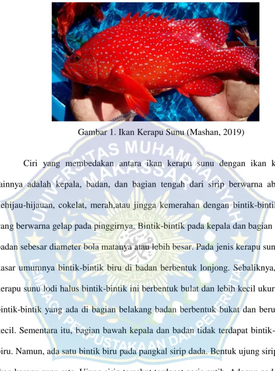 Gambar 1. Ikan Kerapu Sunu (Mashan, 2019) 