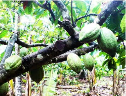Gambar 2. Proses pemanenan buah kakao