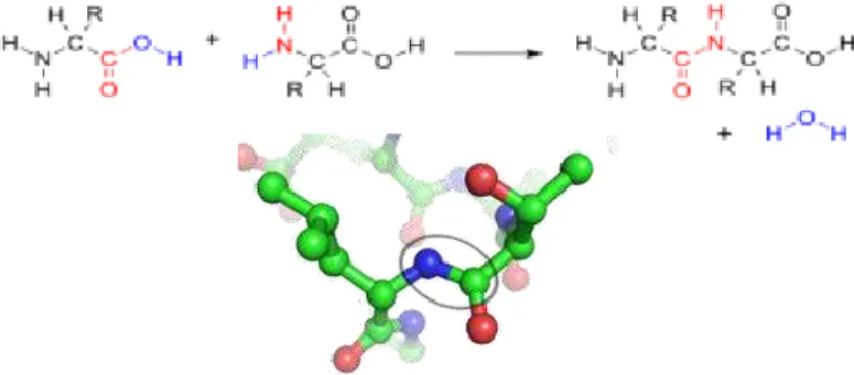 Gambar 2.1.  Struktur ikatan peptida  