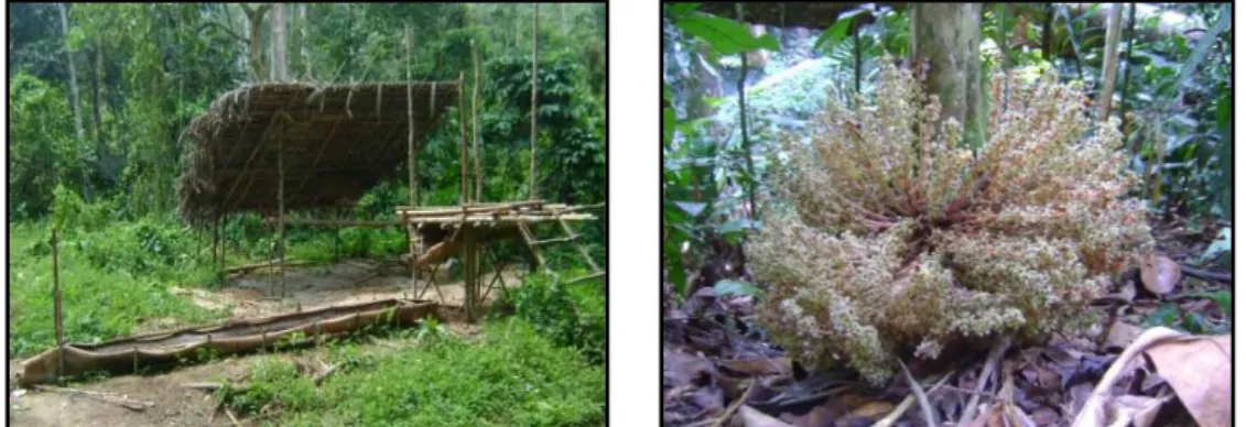 Gambar 6  (a) bangunan pengolahan sagu, (b) bunga dari tampui kura-kura Dari penelitian yang dilakukan terdapat 72 spesies yang termasuk kedalam  30 famili yang didominasi oleh pepohonan (50 spesies /70%), perdu (11 spesies/ 