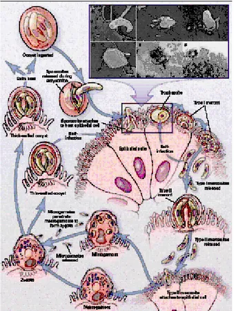 Gambar 2. Siklus hidup Cryptosporidium sp. 9