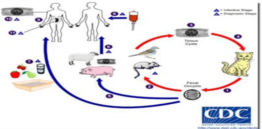 Gambar 1 Siklus hidup dan cara penularan Toksoplasma gondii 
