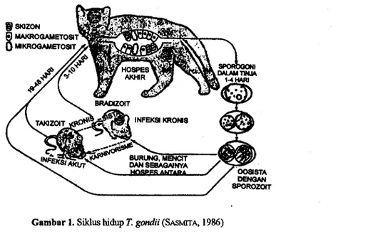 Gambar 1. Siklus hidup T. gondii (SAsmrrA, 1986)