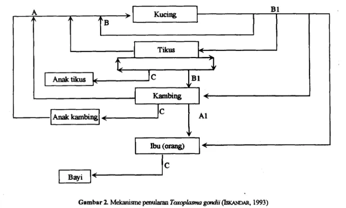 Gambar 2. Mekanisne penularan Tawplapna gondii (ISKANDAR, 1993)