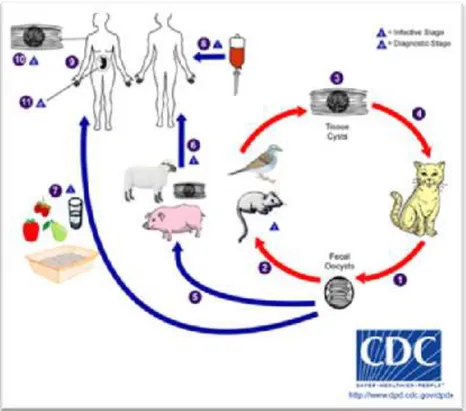 Gambar 2.1. Siklus Hidup Toxoplasma gondii  Sumber : CDC 2010 