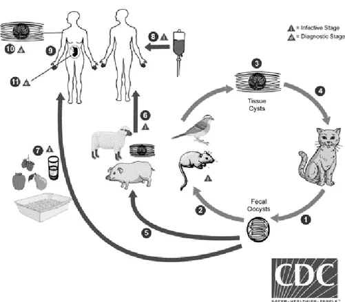 Gambar 2.1 Siklus Hidup Toxoplasma gondii  Sumber : CDC, 2013. 