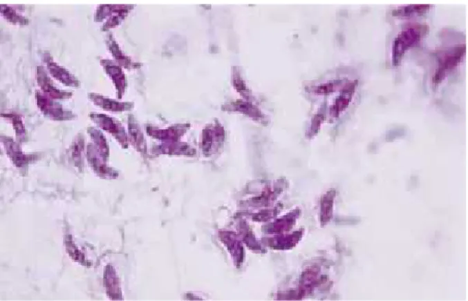 Gambar 2.1 Takizoit Toxoplasma gondii(Tabbara, 2014)