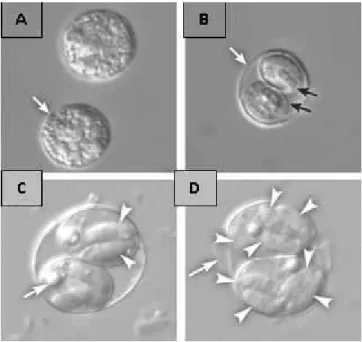 Gambar  2.4  Ookista Toxoplasma  gondii. (A) Ookista  unsporulasi.(B) Ookista bersporulasi, dinding ookista (panah putih) dan dinding sporokista (panah hitam)