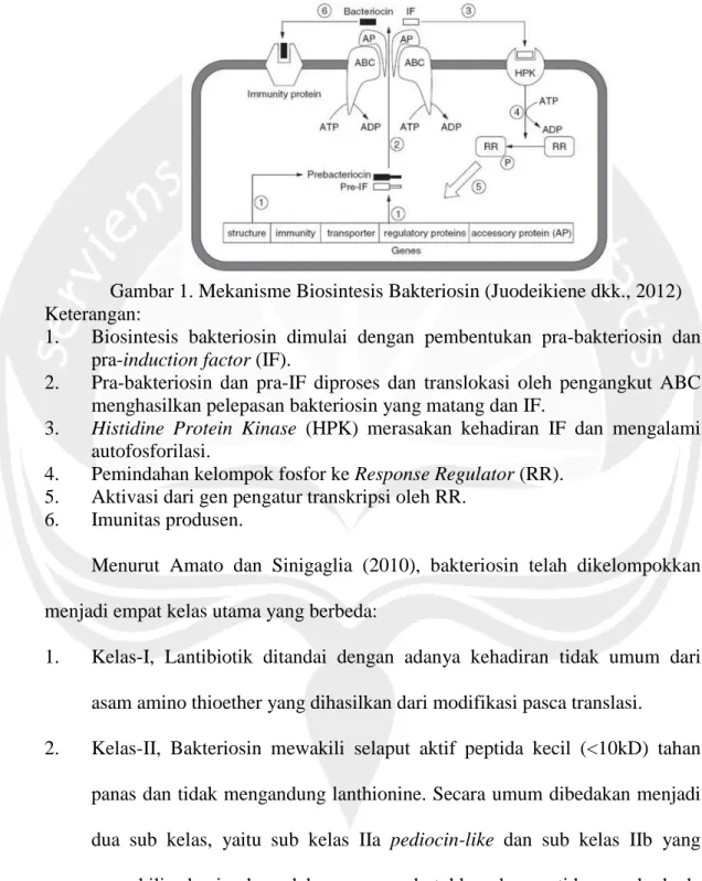 Gambar 1. Mekanisme Biosintesis Bakteriosin (Juodeikiene dkk., 2012)  Keterangan: 