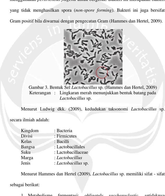 Gambar 3. Bentuk Sel Lactobacillus sp. (Hammes dan Hertel, 2009)  Keterangan  :  Lingkaran merah menunjukkan bentuk batang pada 