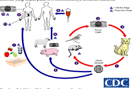 Gambar 2.1 Siklus Hidup Toxoplasma Gondii  Sumber: CDC (Akses: 21 Januari 2016) 