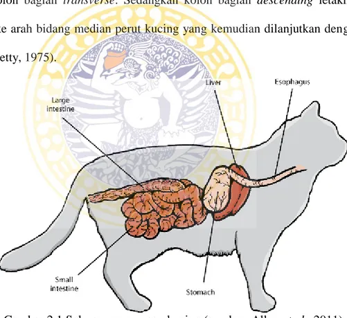 Gambar 2.1 Saluran pencernaan kucing (sumber: Allen et al., 2011) 