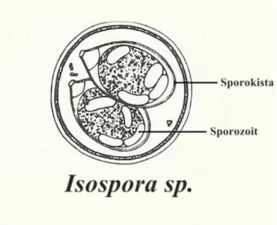 Gambar 2.4 Morfologi ookista Isospora sp. (sumber: Soulsby, 1986)  b.  Patogenesis dan Gejala Klinis 