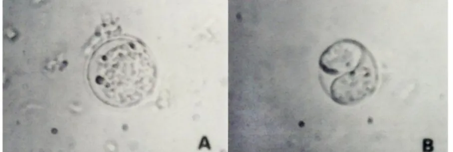 Gambar 2.6 Gambar mikroskopik Toxoplasma gondii yang ditemukan pada feses          kucing (sumber: Soulsby, 1986)