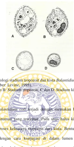 Gambar 2.7 Morfologi stadium tropozoit dan kista Balantidium coli          (sumber: Levine, 1995)