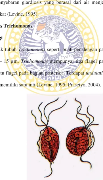 Gambar 2.9 Bentuk tropozoit Trichomonas (sumber: Prasetyo, 2004) 