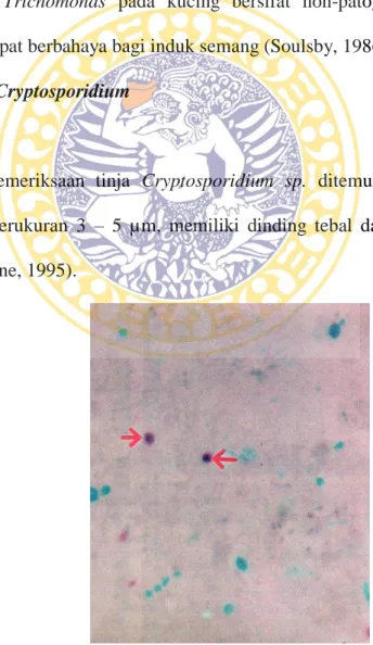Gambar 2.10 Gambar mikroskopi Cryptosporidium sp. (tanda panah, berwarna            merah) pada sediaan feses dengan pewarnaan ZN perbersaran 600x 