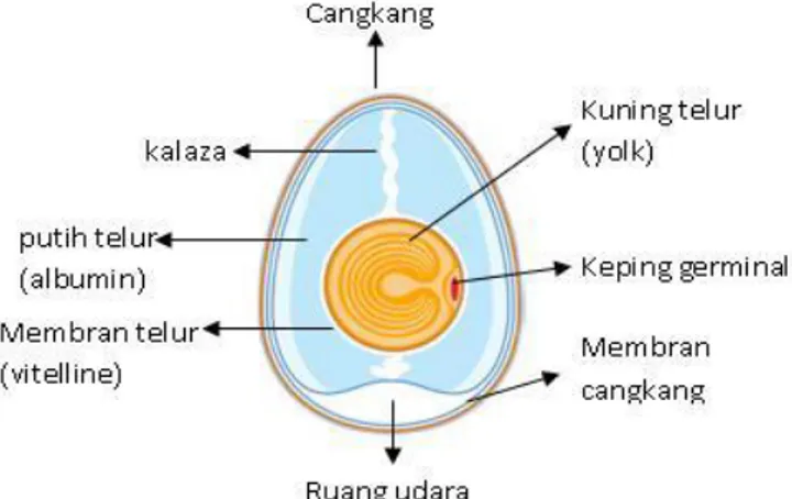 Gambar 1. Struktur Telur (Budiman, 2010) 